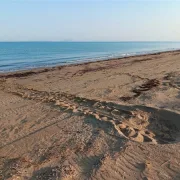 Caretta caretta: γεμάτος φωλιές ο υγρότοπος Κοτυχίου-Στροφυλιάς