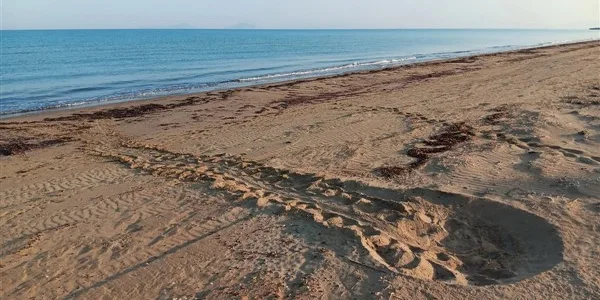 Caretta caretta: γεμάτος φωλιές ο υγρότοπος Κοτυχίου-Στροφυλιάς
