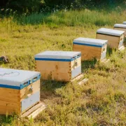 ΔΕΗ: στηρίζει την αναγέννηση της φύσης στον Έβρο με 660.000 μέλισσες