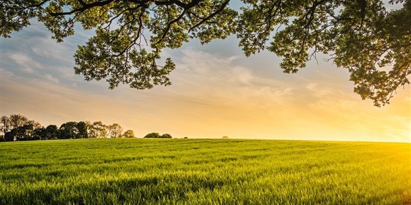 ΥΠΕΝ: πως θα αποδοθούν δασωμένοι αγροί και εκχερσωμένες εκτάσεις