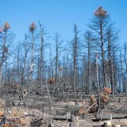 Φενεός Κορινθίας: ξεκινά μελέτη αποκατάστασης του καμένου δασους