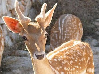 Σύσκεψη στο υπουργείο Περιβάλλοντος για τα ελάφια της Ρόδου