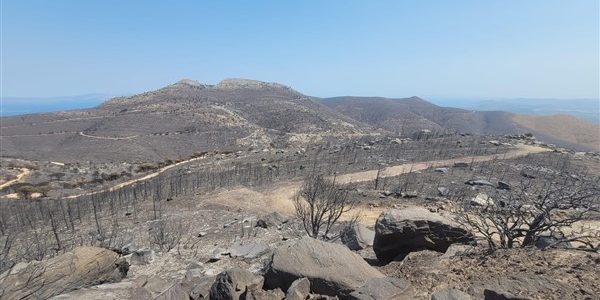 Τεχνητή αναδάσωση στις τριπλοκαμένες εκτάσεις της Πεντέλης