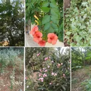 Μύθοι και αλήθειες για τα δηλητηριώδη φυτά στους κήπους μας και τη φύση