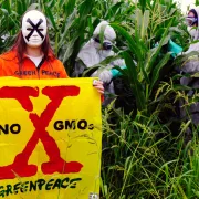 Γενετικά τροποποιημένα φυτά έρχονται στο πιάτο μας…