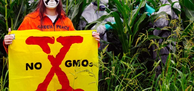 Γενετικά τροποποιημένα φυτά έρχονται στο πιάτο μας…