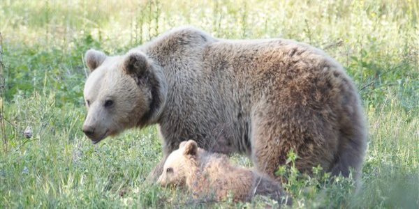 ΕΕ: Βραβεία “Natura 2000” για το έτος 2018 – Η Ελλάδα στους έξι νικητές