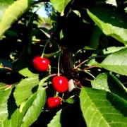 ΕΛΓΟ-ΔΗΜΗΤΡΑ: δημιουργία νέων ποικιλιών φυτικών ειδών