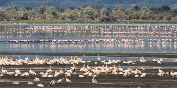 Ενημερωτική εκστρατεία για την Παγκόσμια Ημέρα Υγροτόπων