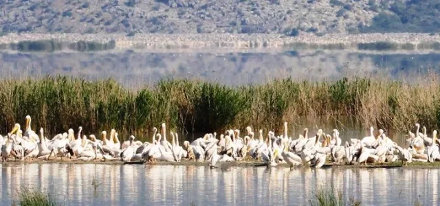 Παράδεισος από αργυροπελεκάνους και ερωδιούς στην Κάρλα