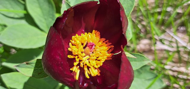 Paeonia parnassica: σύμβολο βιοποικιλότητας και κοινωνικής αξίας