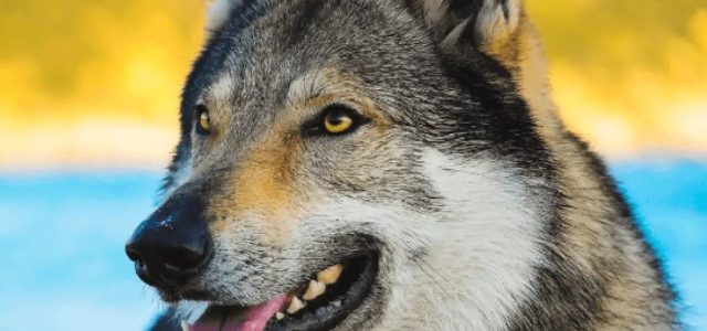 Οι… «λύκοι» του Κουβαρά στις εγκαταστάσεις του ΔΙΚΕΠΑΖ
