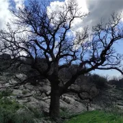 Μάνη: ιερή βελανιδιά στο δίκτυο αιωνόβιων δέντρων Ελληνικής Επανάστασης