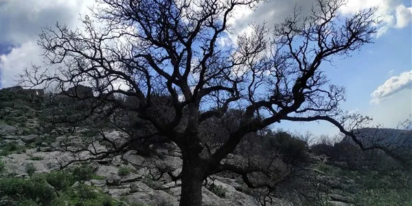 Μάνη: ιερή βελανιδιά στο δίκτυο αιωνόβιων δέντρων Ελληνικής Επανάστασης