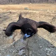 Πρωτοφανές έγκλημα μαζικής δηλητηρίασης άγριας ζωής στη Δαδιά