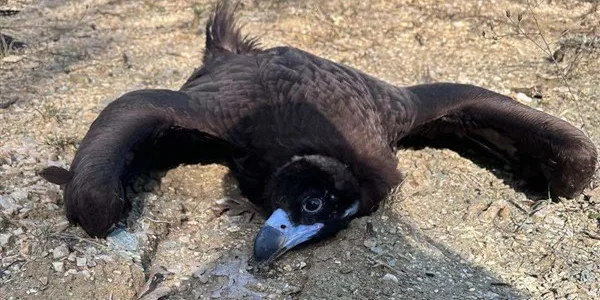 Πρωτοφανές έγκλημα μαζικής δηλητηρίασης άγριας ζωής στη Δαδιά