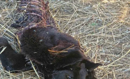Νέες θανατηφόρες επιθέσεις λύκων σε αδέσποτους σκύλους του δήμου Φυλής