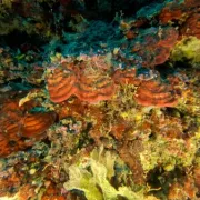 Saronicos Project: αποκρυπτογράφηση του βυθού του Σαρωνικού