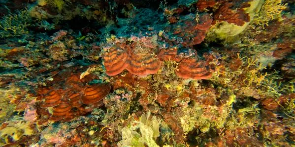 Saronicos Project: αποκρυπτογράφηση του βυθού του Σαρωνικού