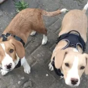 Πάνω από 130 αδέσποτα ζώα από τους δρόμους στα σαλόνια