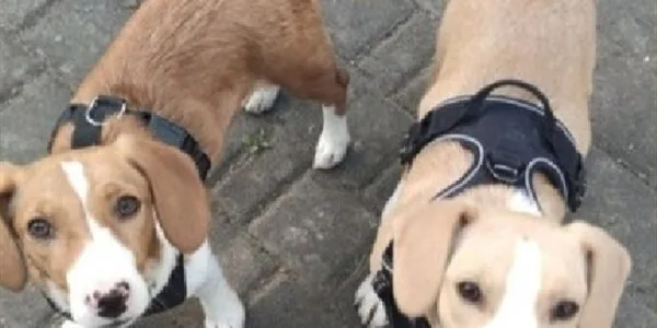 Πάνω από 130 αδέσποτα ζώα από τους δρόμους στα σαλόνια