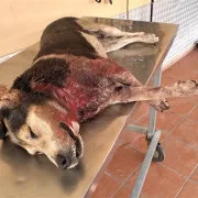 Θύμα λύκων, αδέσποτος σκύλος στις Αχαρνές