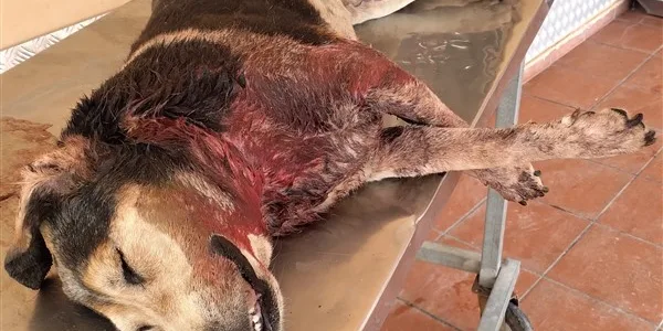 Θύμα λύκων, αδέσποτος σκύλος στις Αχαρνές