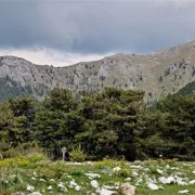 Λατομείο σε δάσος μαύρης πεύκης στο Φαλακρό Δράμας