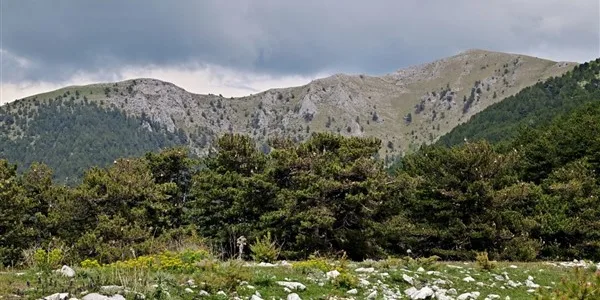 Λατομείο σε δάσος μαύρης πεύκης στο Φαλακρό Δράμας