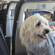 Πως έγινε ο επαναπατρισμός 101 ελλήνων επιβατών, με 45 κατοικίδια ζώα