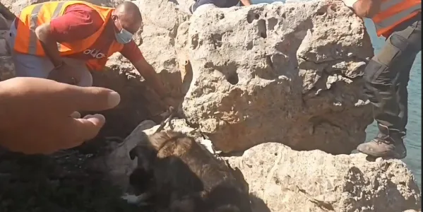 ΔΙΚΕΠΑΖ: Διασώσεις ζώων στην κόλαση του Πόρτο Γερμενού