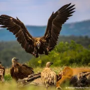 «Συμμαχία για την Άγρια Ζωή» 11 περιβαλλοντικών οργανώσεων