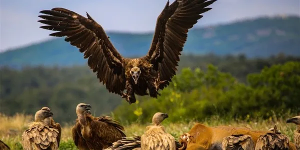 «Συμμαχία για την Άγρια Ζωή» 11 περιβαλλοντικών οργανώσεων