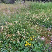 Οικόπεδα: ο φόβος των προστίμων εξαφανίζει και τα ανθισμένα αγριολούλουδα