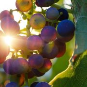 «Νέα Γεωργία –Νέα Γενιά»:  ανοιχτό πρόγραμμα για εξαγωγές αγροδιατροφικών προϊόντων