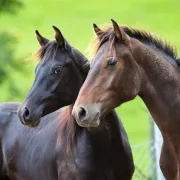 Επιτακτική ανάγκη ειδικός νόμος για την προστασία των ιπποειδών