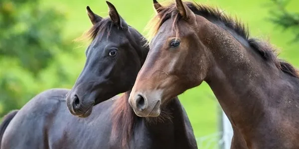 Επιτακτική ανάγκη ειδικός νόμος για την προστασία των ιπποειδών