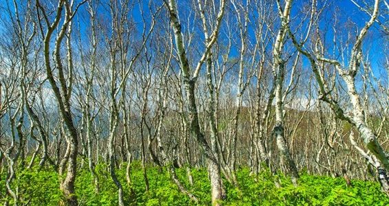 Αφιλόξενοι οι δύο στους τρεις από τους ελεύθερους χώρους πρασίνου της Αθήνα, λόγω ακατάλληλης βλάστησης! -Ο δημόσιος χώρος ως περίσσευμα της ανοικοδόμησης