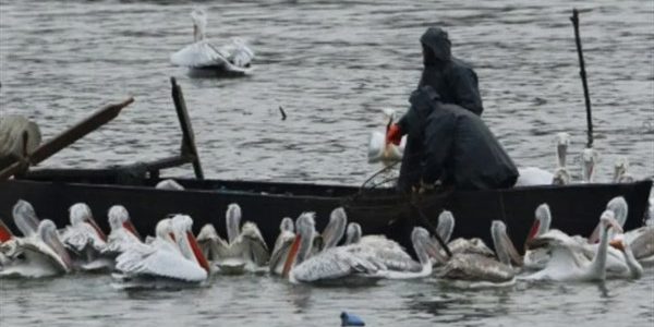 Μαζικοί θάνατοι αργυροπελακάνων σε Μ. Πρέσπα, Χειμαδίτιδα, Καστοριά