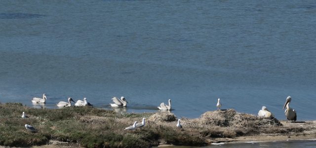 Λευκάδα: καταγράφηκε νέα αποικία αργυροπελεκάνων