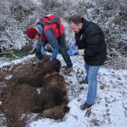 Αρκούδα παγιδεύτηκε σε παράνομη θηλειά για αγριογούρουνα