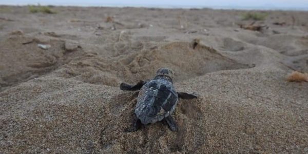 Caretta caretta: αυτοκίνητα και φωτορύπανση απειλούν την αναπαραγωγή