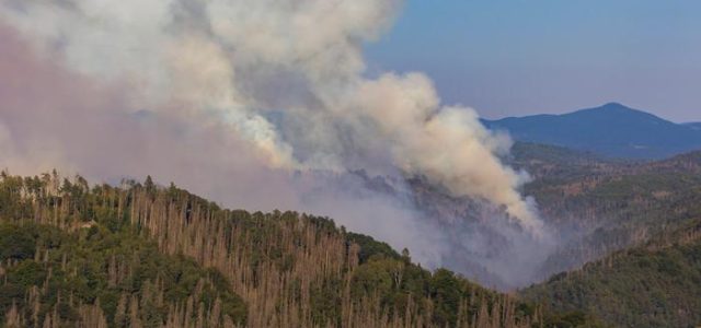 Γερμανία: οι προειδοποιήσεις δασολόγων εξοργίζουν τη δασική βιομηχανία