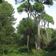 Συνεργασία Ελλάδας-Γαλλίας για τη διαχείριση των δασών