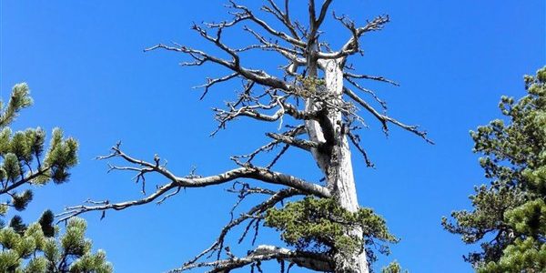 Το γηραιότερο δέντρο στην Ευρώπη είναι πλέον ένα ιταλικό πεύκο ηλικίας 1.230 ετών, που «έκλεψε» τον τίτλο από τον ελληνικό «Άδωνι»