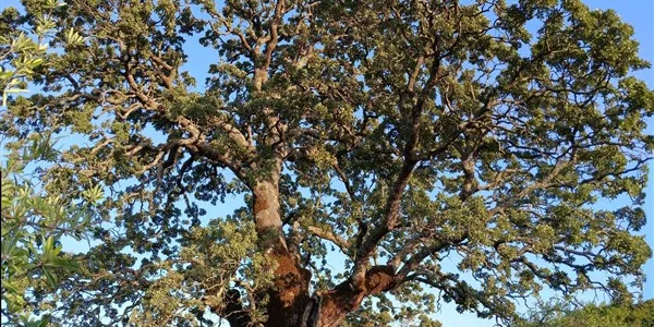 Κοπή δέντρων: τι γίνεται με τις άδειες από δασαρχεία και πολεοδομίες