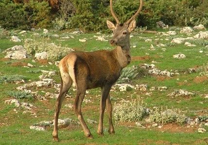 WWF Ελλάς: Στα πρόθυρα της εξαφάνισης βρίσκεται το κόκκινο ελάφι στην Ελλάδα