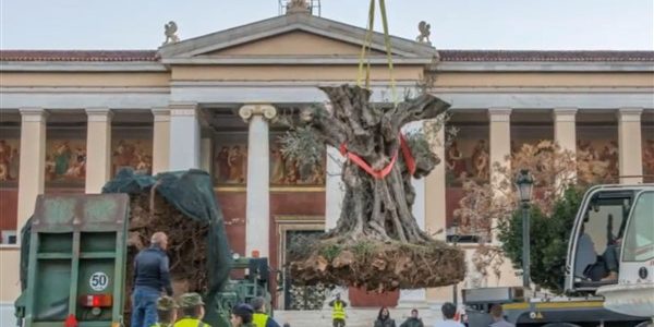 ΕΡΓΟΣΕ: τα σιδηροδρομικά έργα διασώζουν υπεραιωνόβια δέντρα