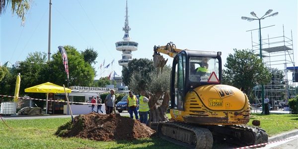 Η ΕΡΓΟΣΕ μεταφύτευσε υπεραιωνόβια ελιά στην «καρδιά» της ΔΕΘ