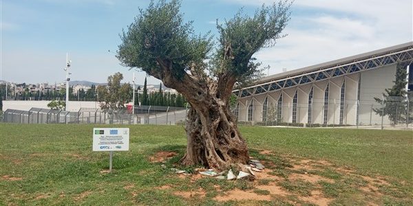 Aπό τα σιδηροδρομικά έργα, στο ΟΑΚΑ τα ελαιόδεντρα της ΕΡΓΟΣΕ